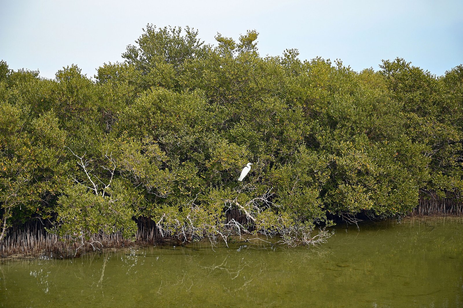 Qatar - Al Thakira Mangrove
