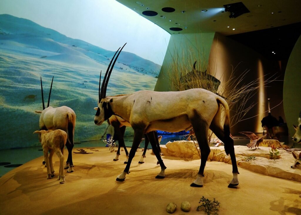 A natural history gallery with an Arabian oryx at the National Museum of Qatar