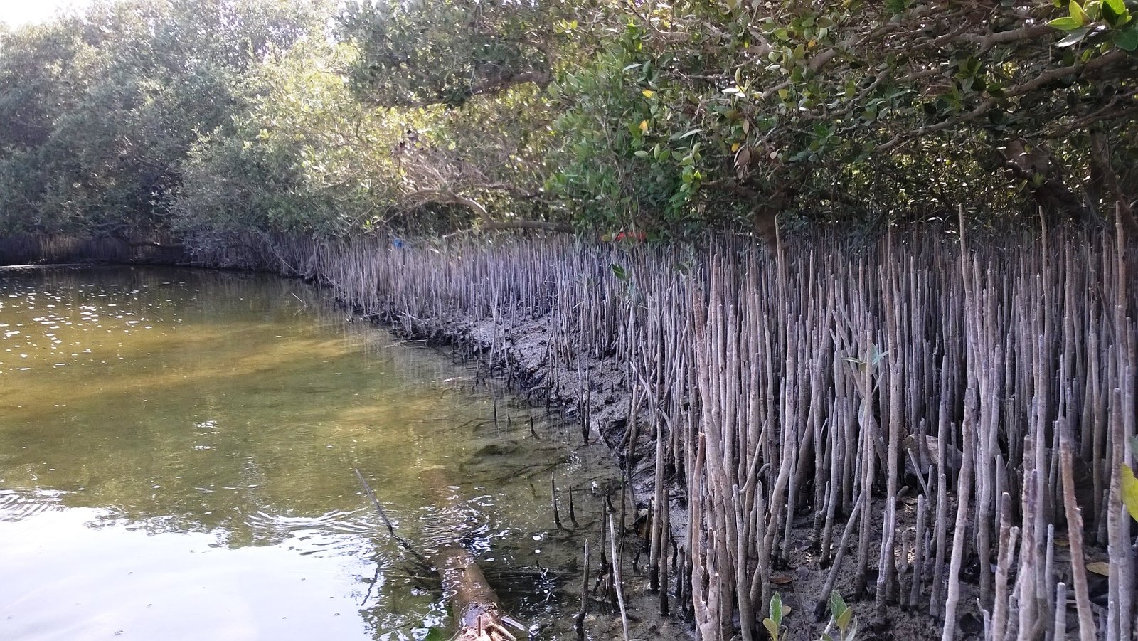 Al khore Mangrove forest (Purpule Island)