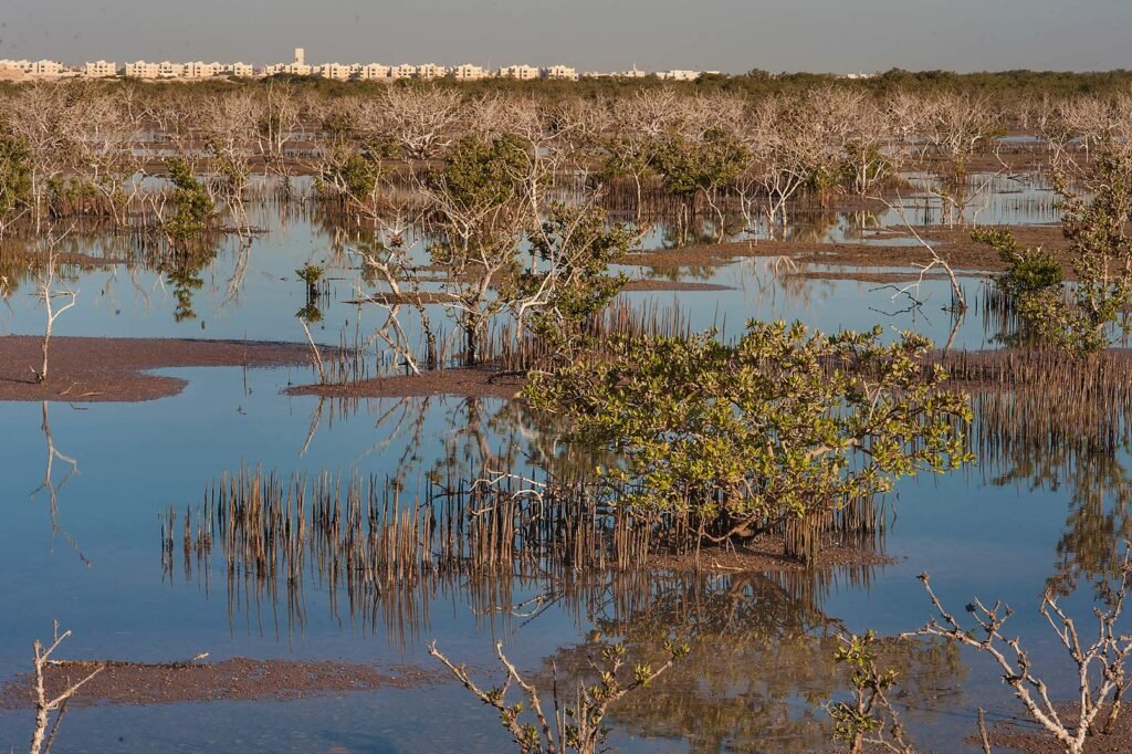 Al Khor Island overlooking the mainland