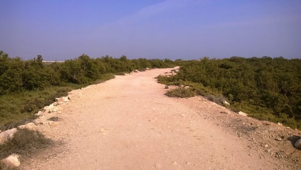 Al khore Mangrove forest (Purpule Island)