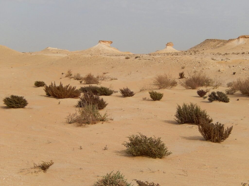 Desert scenery near Zekreet
